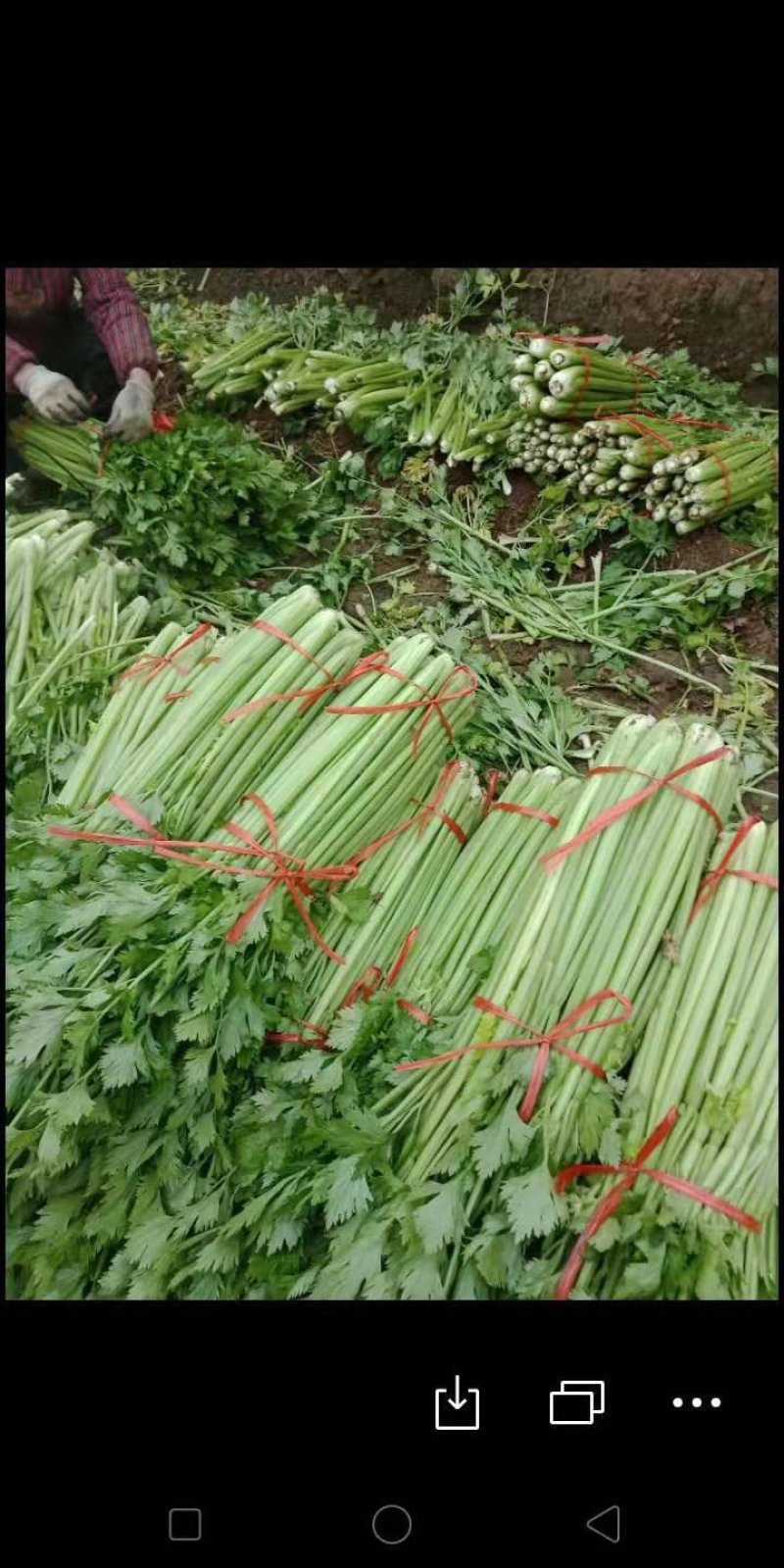 芹菜文图拉便宜了，需要的老板联系一下