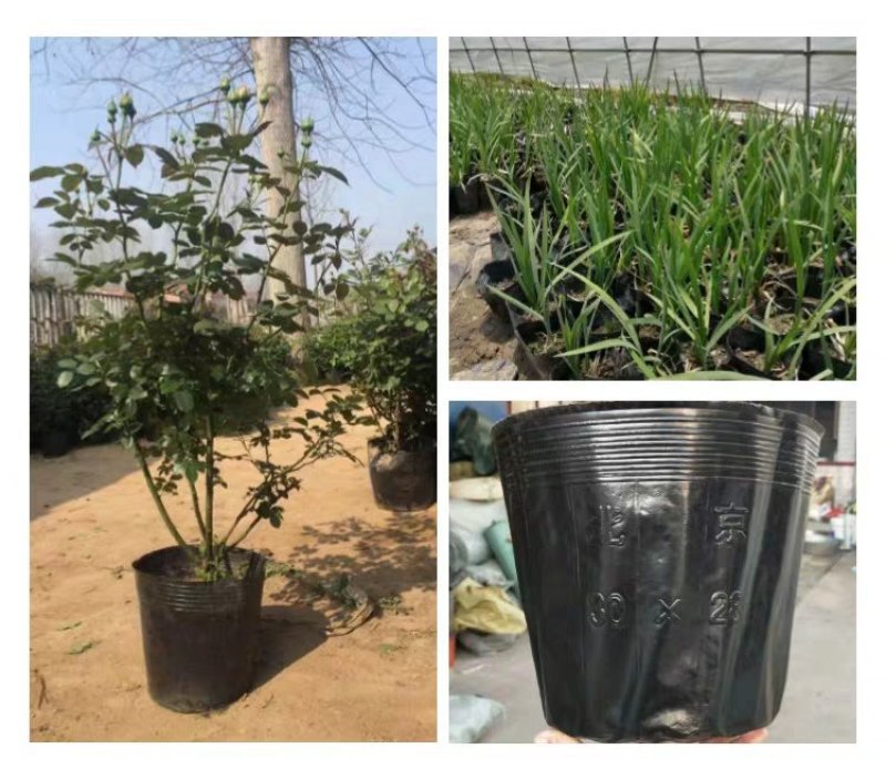【黑色软花盆】营养杯，美植袋，装土神器，双色盆
