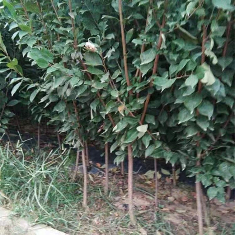 新品种一点红美人醉李子苗嫁接脱毒育苗自花授粉抗寒抗旱