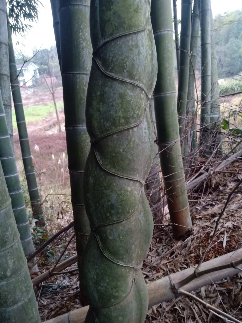龟甲竹