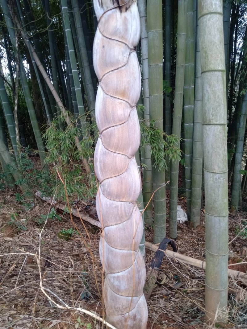 龟甲竹