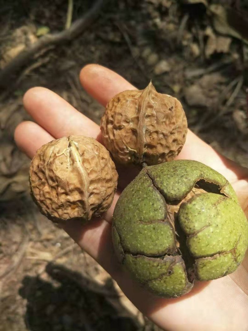 核桃