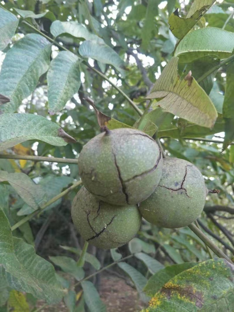 核桃