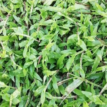 大叶油草