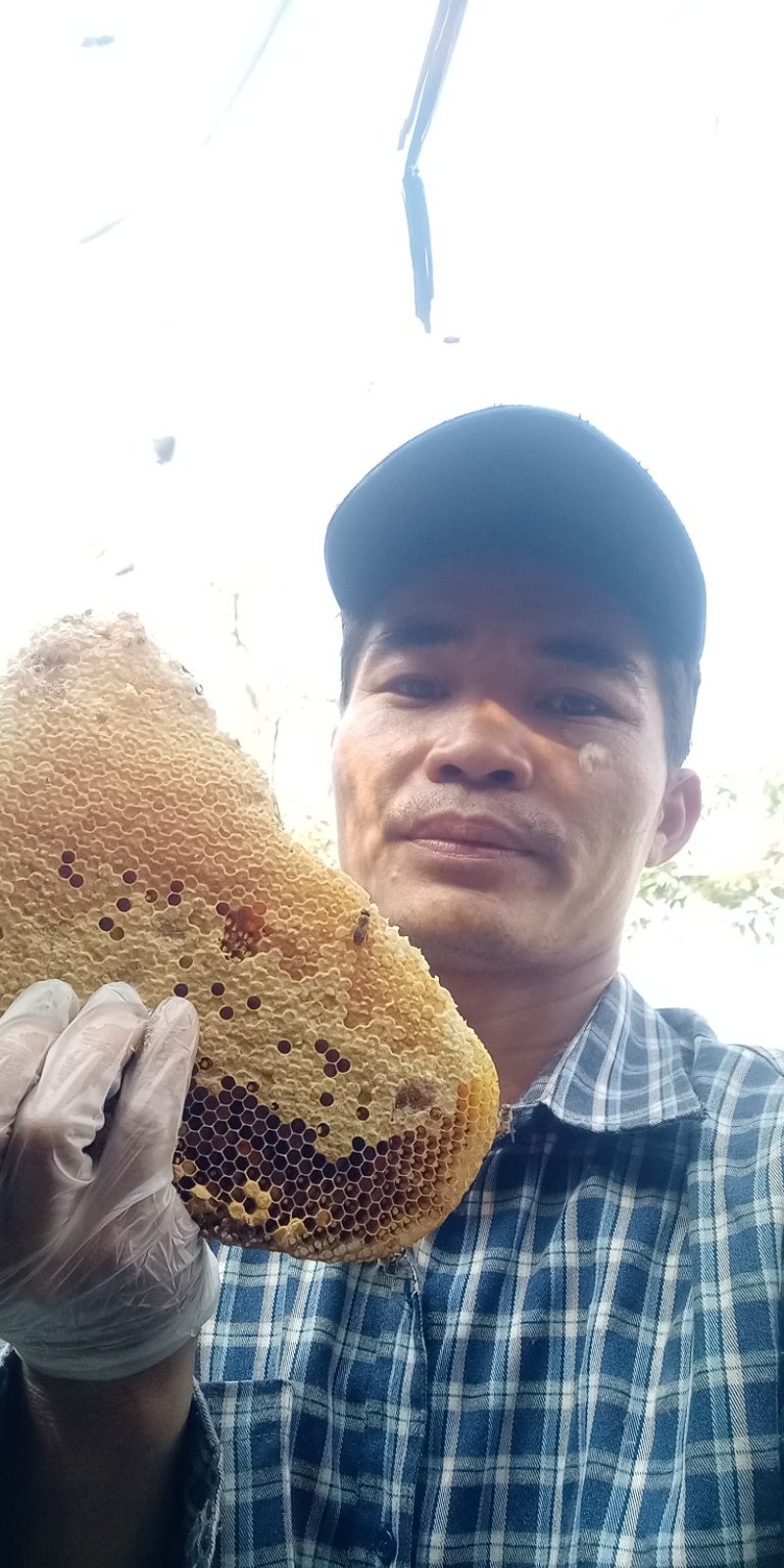 深山老林的中华土蜂冬蜜原蜜