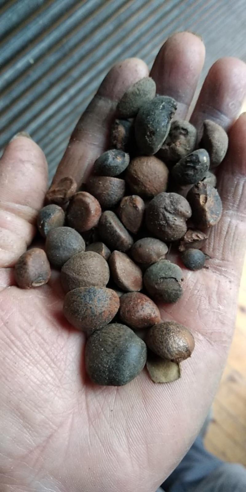 贵州铜仁野生老茶树油茶子干品无杂质产地直发山茶子干货