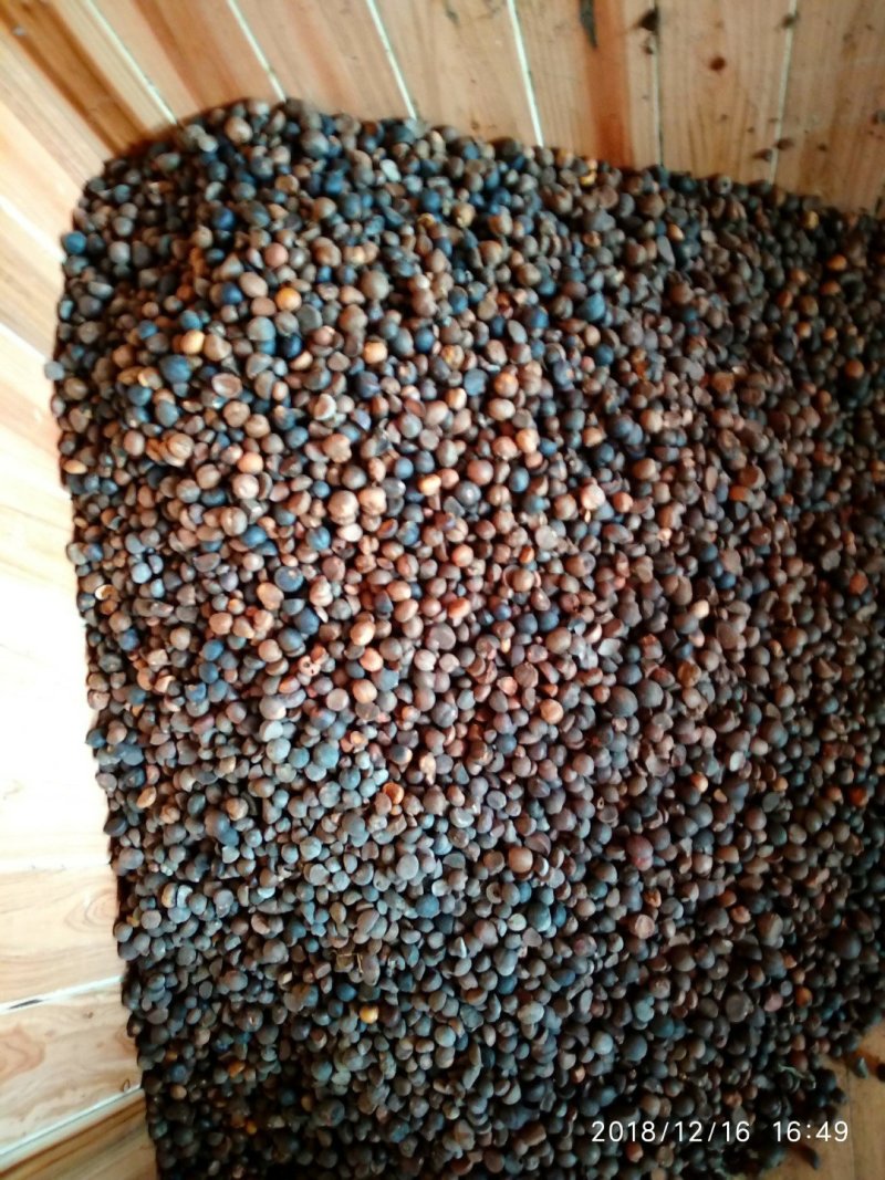 贵州铜仁野生老茶树油茶子干品无杂质产地直发山茶子干货