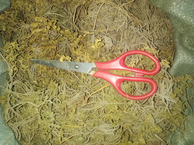贵州野生无硫中药材垂盆草干货水洗豆瓣菜干品无泥土无杂