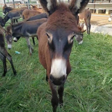 种驴签订合同负责回收，面向全国供应改良肉驴