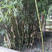 慈孝竹，高度在1米-3米左右，现挖现卖老移植，新移植都有