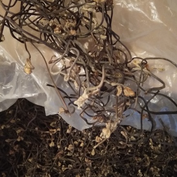 蕨菜干蕨菜野生蕨菜，B级，来自大山深处的美味