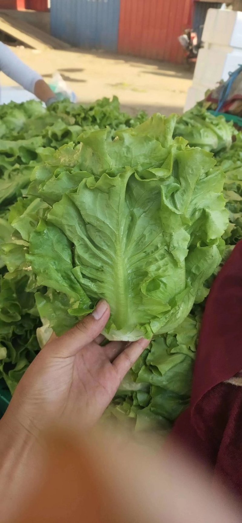 精品意大利生菜大量供应中，欢迎欢迎全国各地老板前来采购！