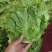 精品意大利生菜大量供应中，欢迎欢迎全国各地老板前来采购！