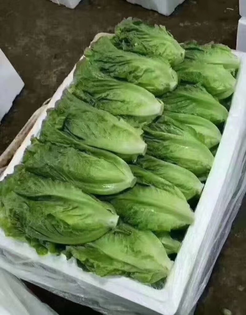 精品意大利生菜大量供应中，欢迎欢迎全国各地老板前来采购！