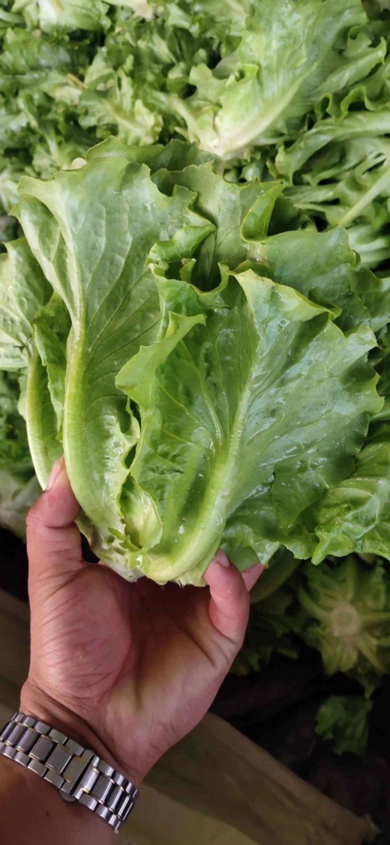精品意大利生菜大量供应中，欢迎欢迎全国各地老板前来采购！