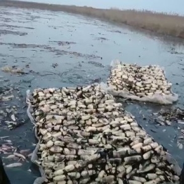 黄河口莲藕种植