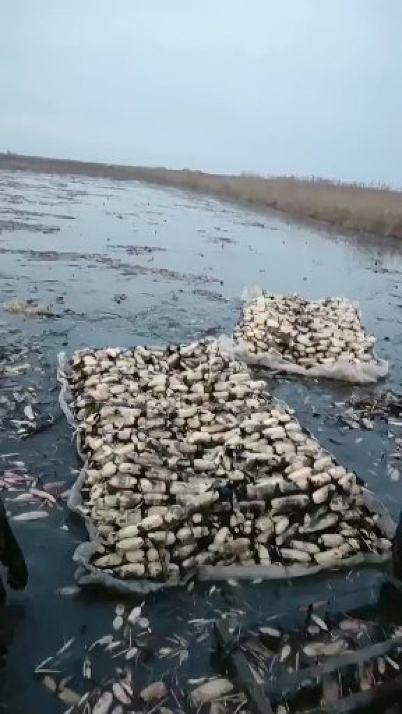 黄河口莲藕种植