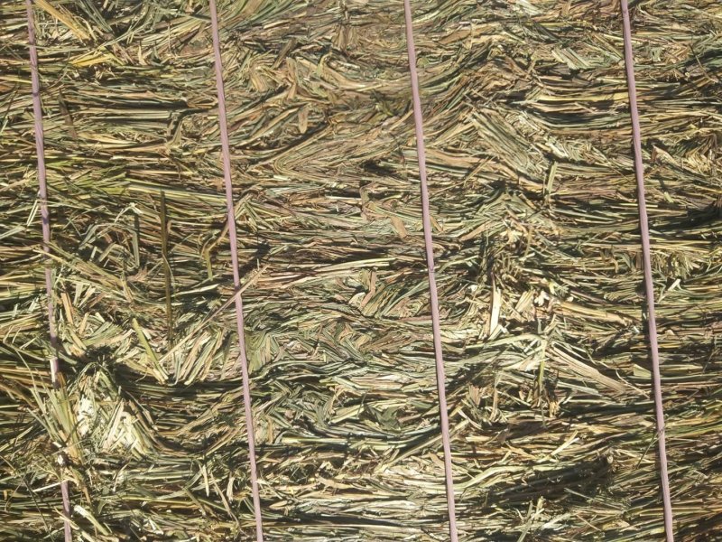 东北优质天然碱草，质量好，价钱实惠