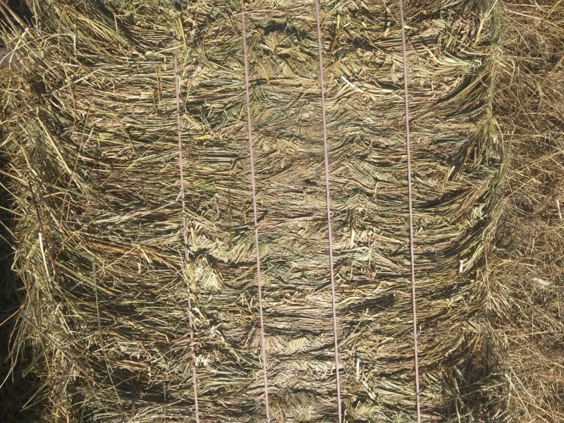 东北优质天然碱草，质量好，价钱实惠