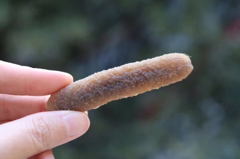50头沙秃参。新货足干。条条漂亮均匀。肉质紧实富有弹性