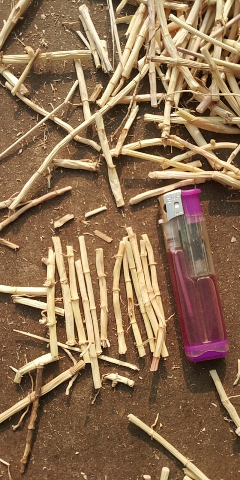 河北产地白茅根段含量高，足干，色泽白这是新货