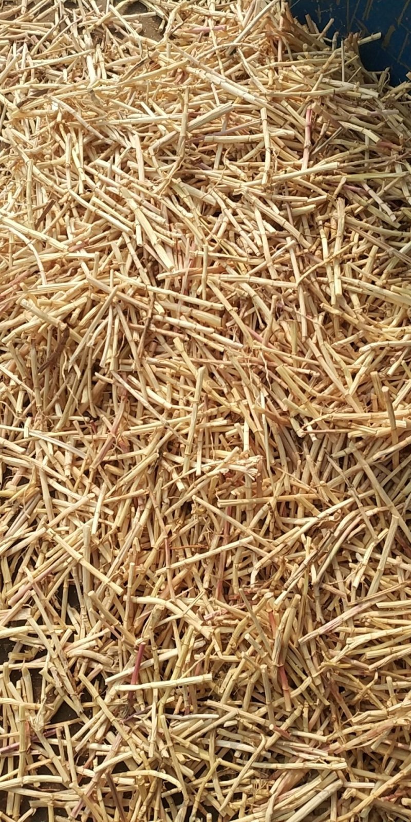 河北产地白茅根段含量高，足干，色泽白这是新货