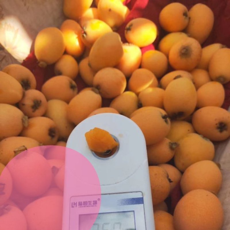 攀枝花米易枇杷承接线上线下市场批发商超配送一件代发