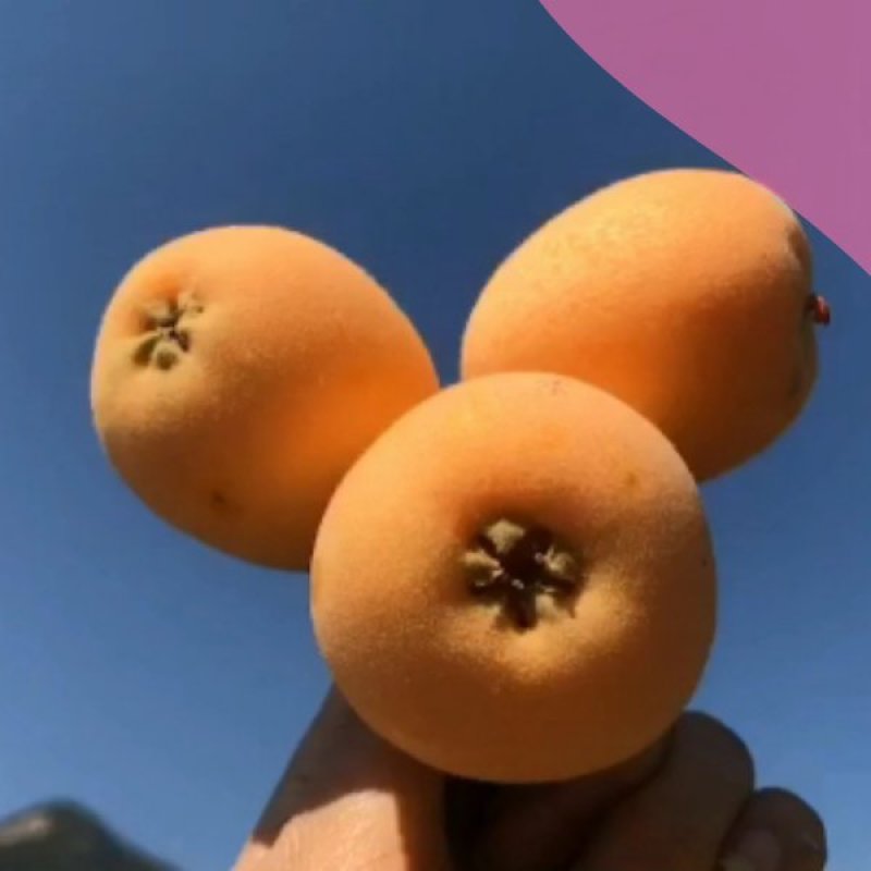 攀枝花米易枇杷承接线上线下市场批发商超配送一件代发
