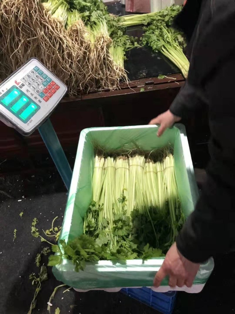 香芹，我这里常年有，大棚精品香芹，品质好，量大，服务好，