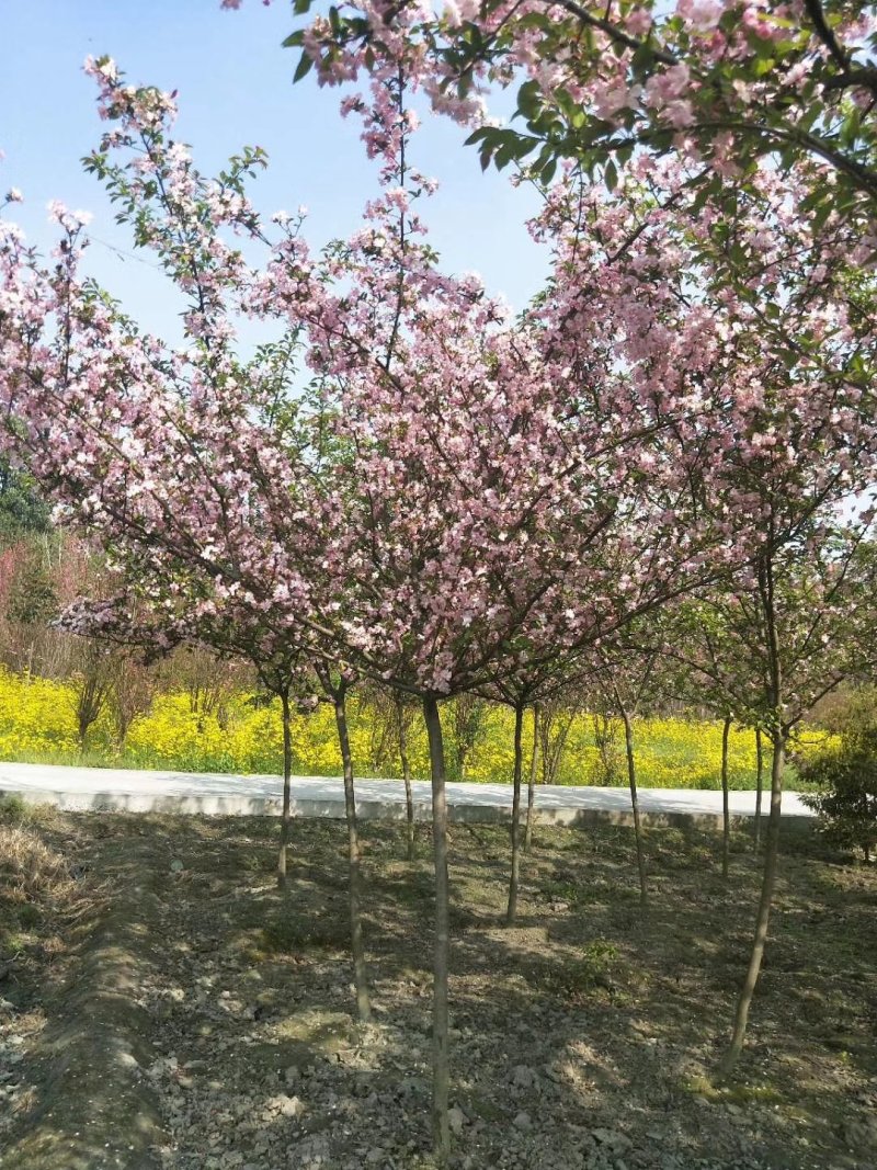 垂丝海棠，四川垂枝海棠基地出售，成都垂丝海棠批发价格