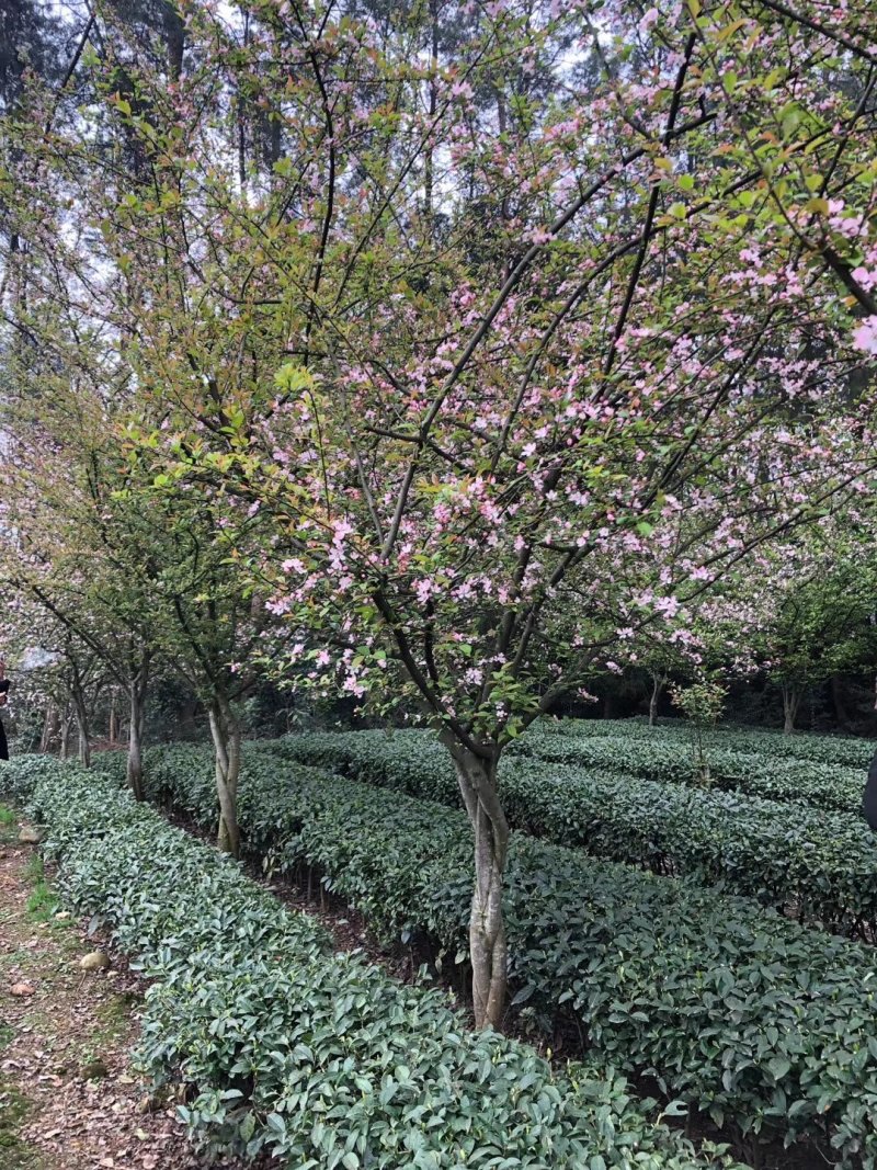 垂丝海棠，四川垂枝海棠基地出售，成都垂丝海棠批发价格