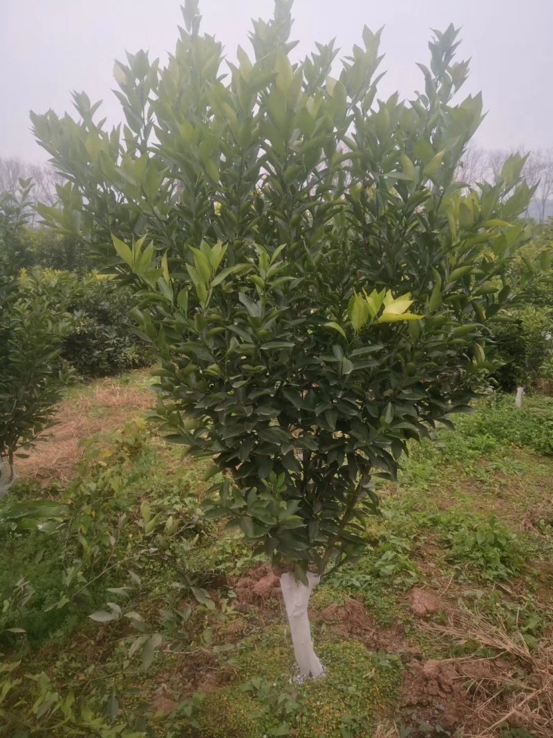 媛红碰柑枝条媛红椪柑枝条
