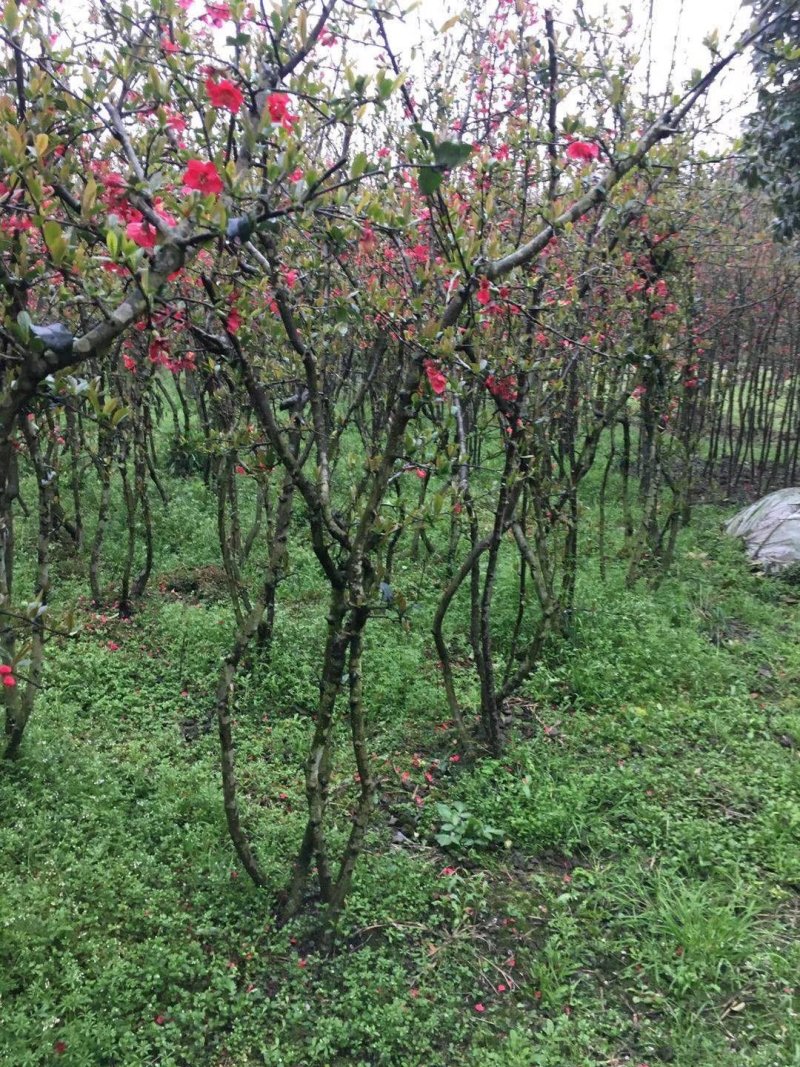 贴梗海棠，四川铁脚海棠基地出售，成都铁足海棠批发价格