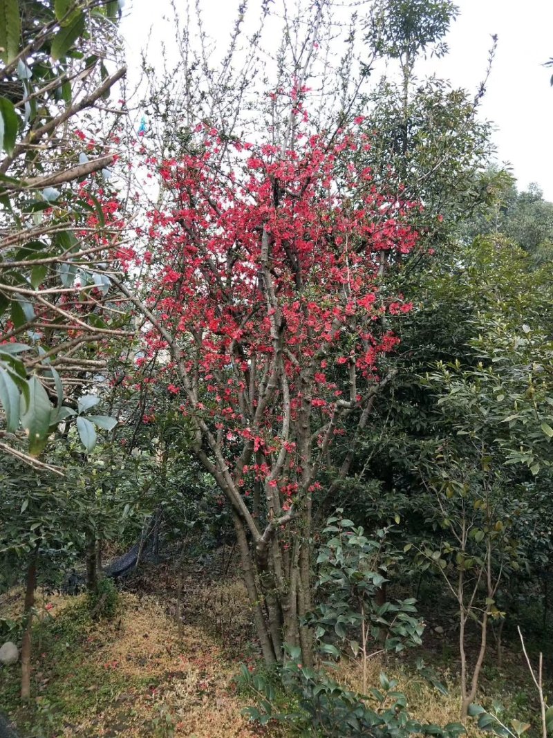 贴梗海棠，四川铁脚海棠基地出售，成都铁足海棠批发价格