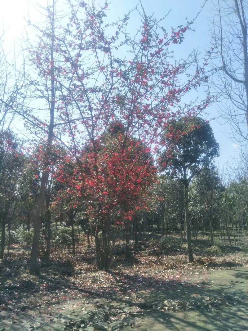 贴梗海棠，四川铁脚海棠基地出售，成都铁足海棠批发价格