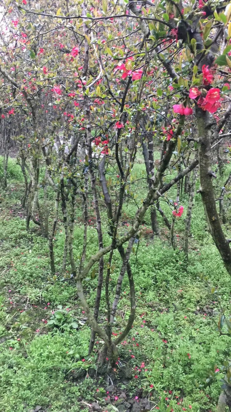 贴梗海棠，四川铁脚海棠基地出售，成都铁足海棠批发价格
