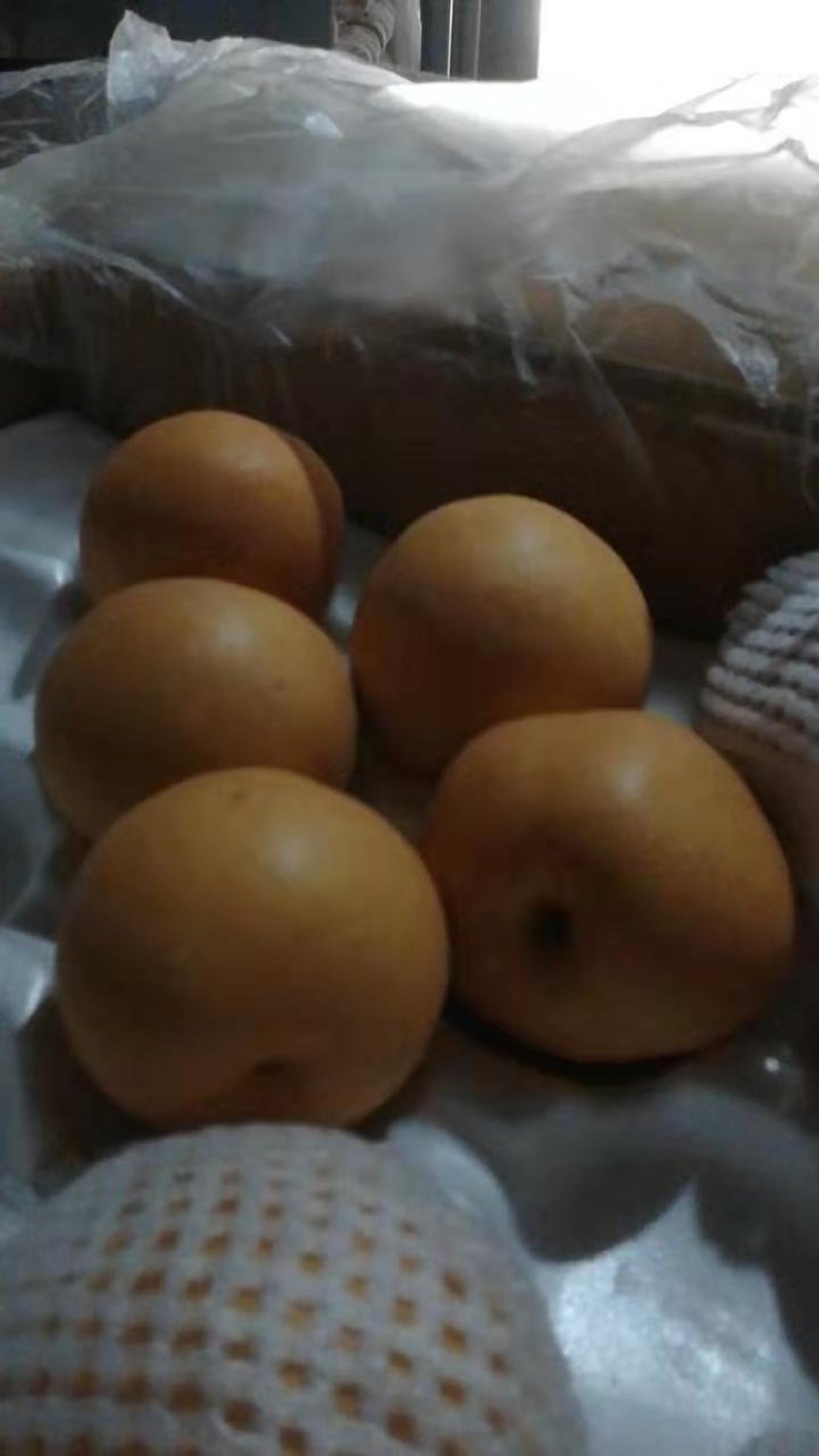 晚秋黄梨，产地直销，每天供应