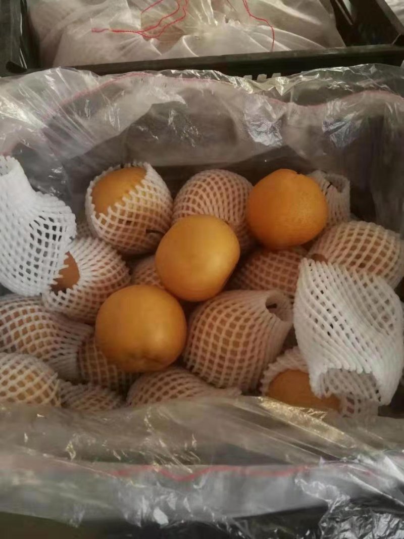 晚秋黄梨，产地直销，每天供应