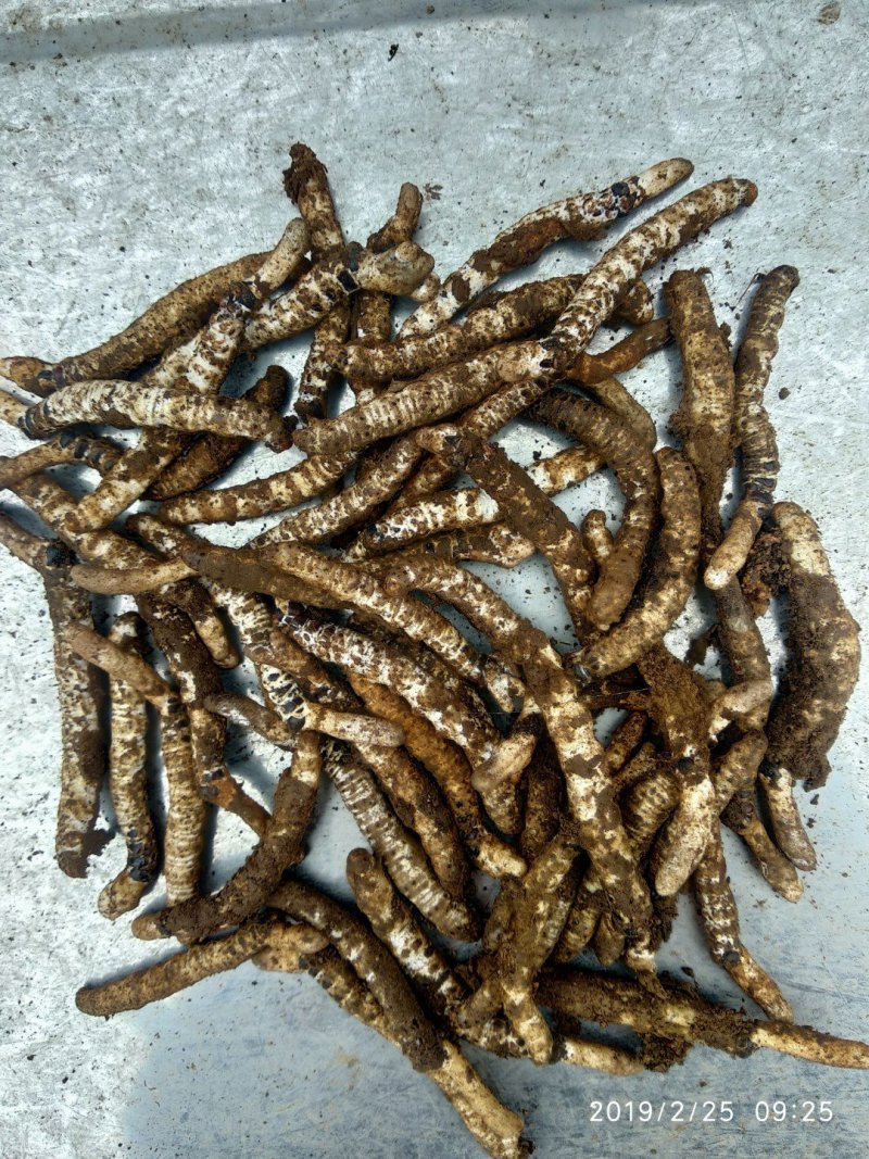 精选正宗无硫野生冬虫夏草生货产地直销一手货源非藏虫草干货