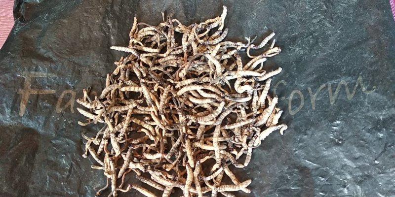 精选正宗无硫野生冬虫夏草生货产地直销一手货源非藏虫草干货