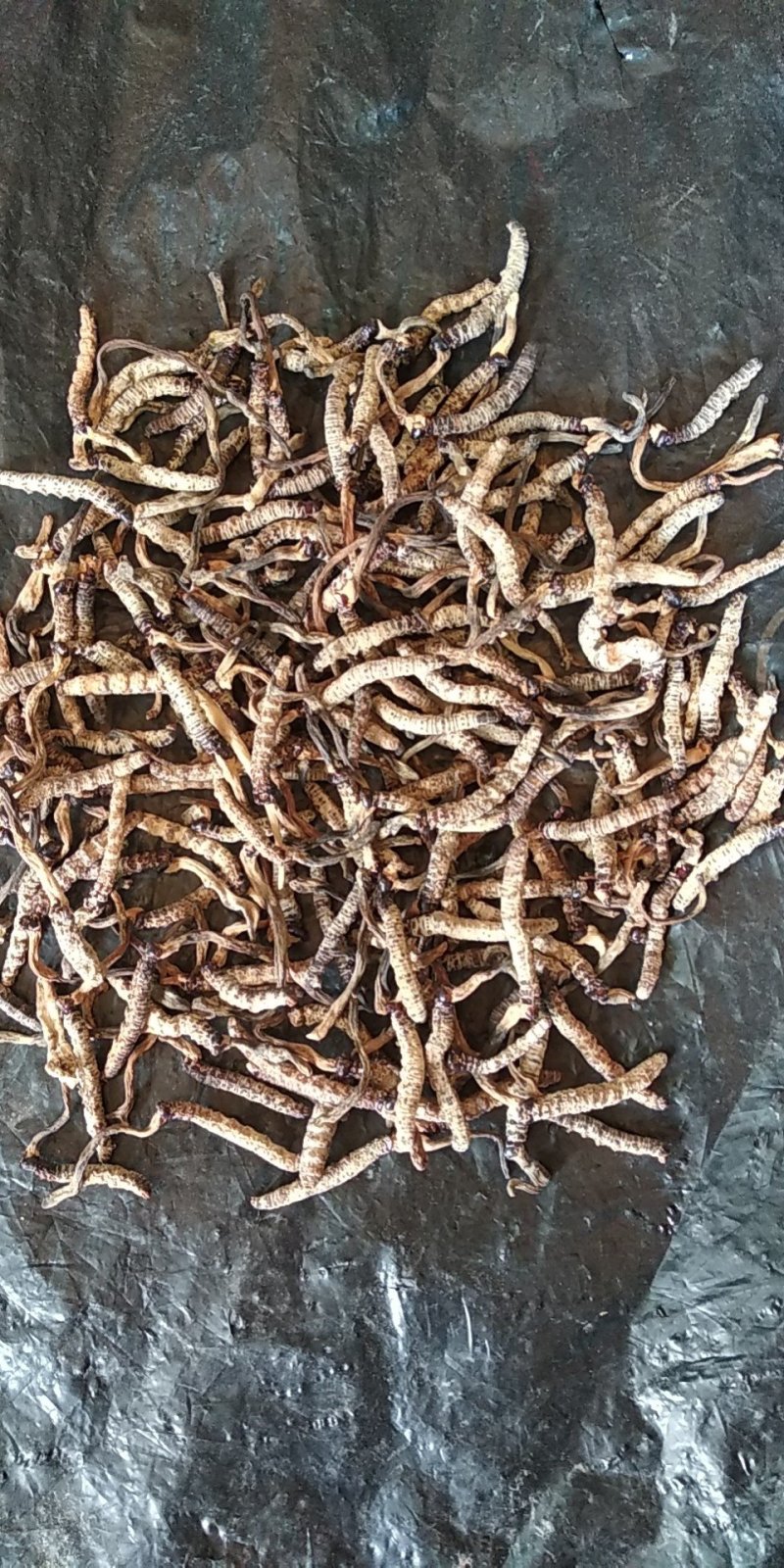 精选正宗无硫野生冬虫夏草生货产地直销一手货源非藏虫草干货
