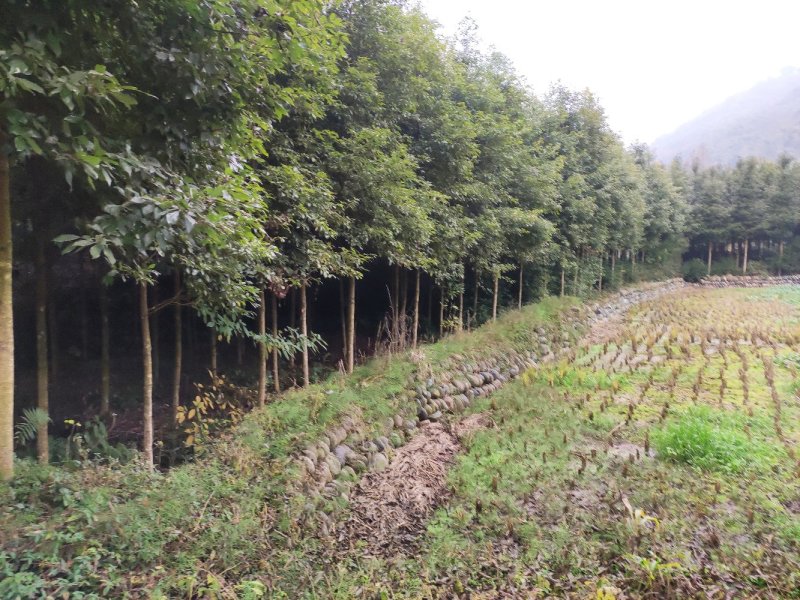 苗木种苗，有1公分到20公分都有，需要的联系