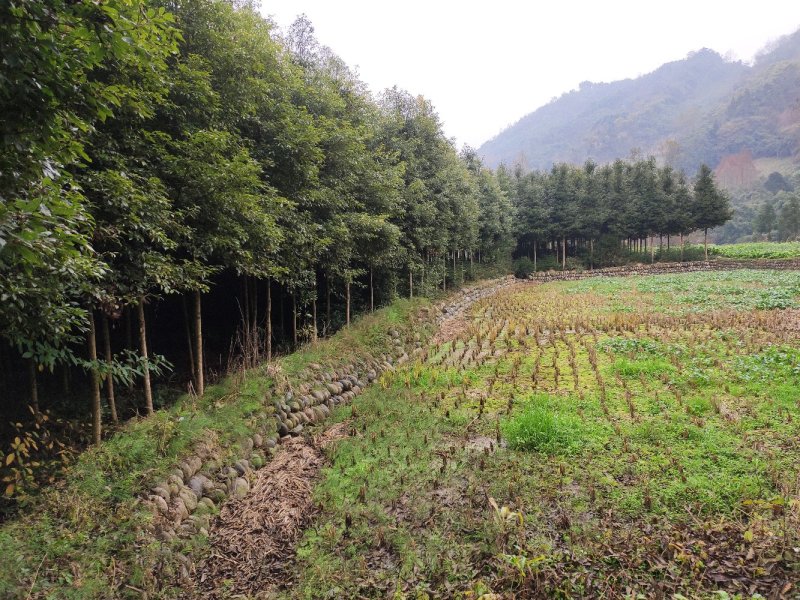 苗木种苗，有1公分到20公分都有，需要的联系