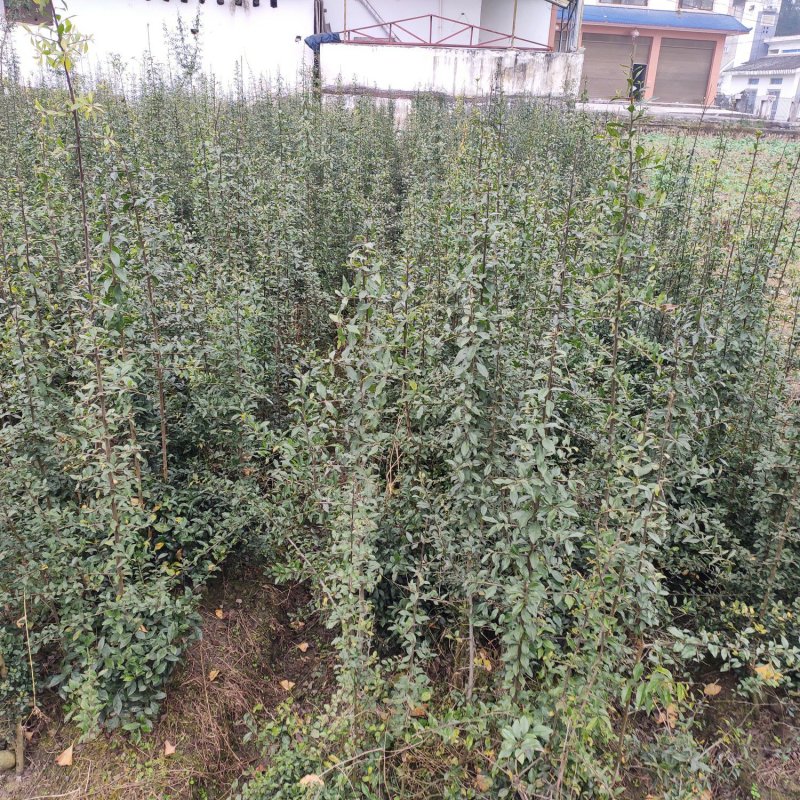 金弹子处理,货不多，几千棵需要的赶紧联系，