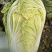 白菜4~6斤净菜精品产地直供