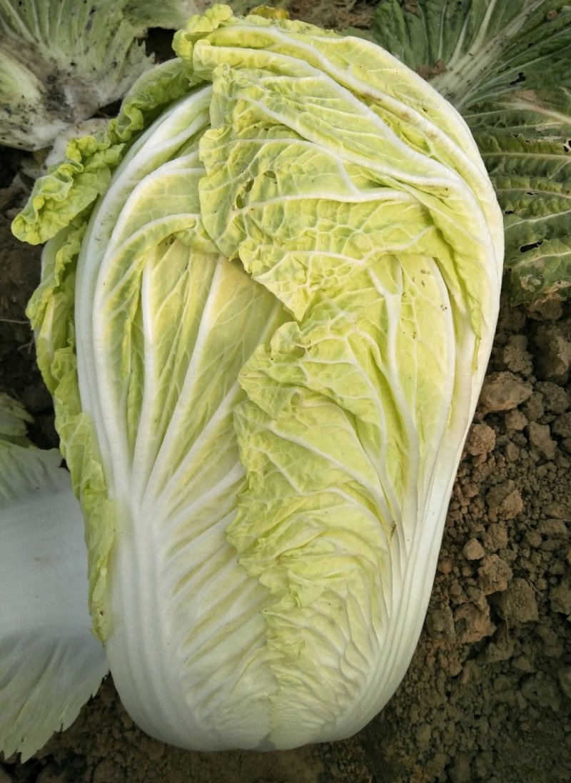 白菜4~6斤净菜精品产地直供
