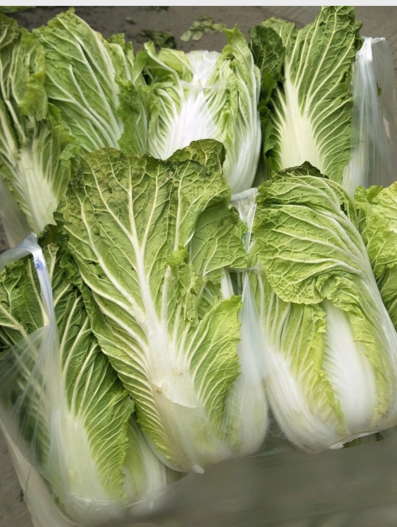 白菜4~6斤净菜精品产地直供