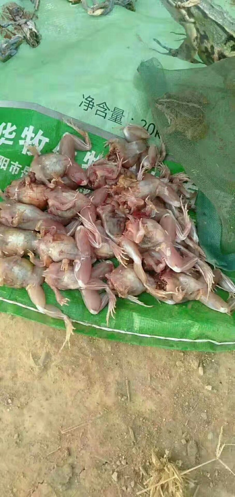 供应青蛙苗，包技术，包回收