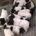 巴马香猪猪崽支持全国发货包活到家仔猪