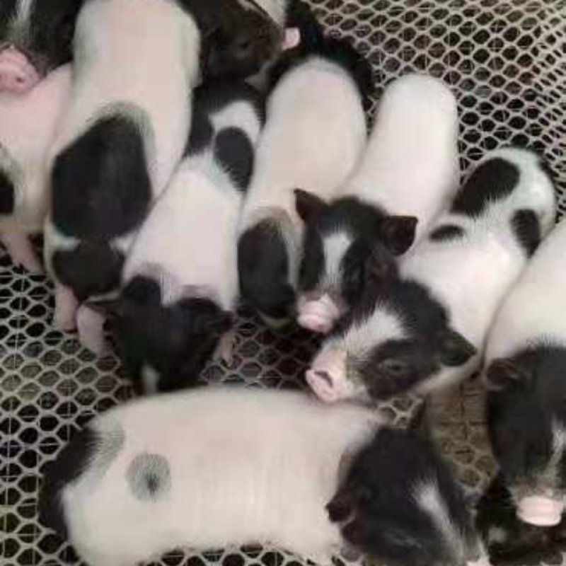 巴马香猪猪崽支持全国发货包活到家仔猪